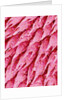Tongue of a Rat by Anonymous