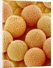 Paper Bush Pollen by Anonymous