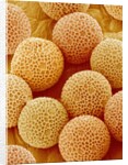 Paper Bush Pollen by Anonymous