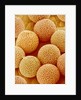 Paper Bush Pollen by Anonymous