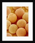 Paper Bush Pollen by Anonymous