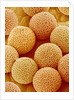 Paper Bush Pollen by Anonymous
