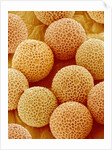 Paper Bush Pollen by Anonymous