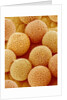 Paper Bush Pollen by Anonymous