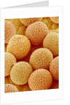 Paper Bush Pollen by Anonymous