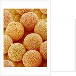 Paper Bush Pollen by Anonymous