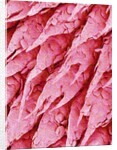 Tongue of a Rat by Anonymous