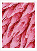 Tongue of a Rat by Anonymous