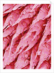 Tongue of a Rat by Anonymous