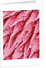 Tongue of a Rat by Anonymous