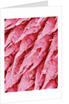 Tongue of a Rat by Anonymous