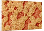 Trachea of a Rat by Anonymous