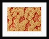 Trachea of a Rat by Anonymous