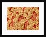Trachea of a Rat by Anonymous