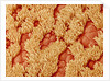 Trachea of a Rat by Anonymous