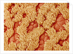 Trachea of a Rat by Anonymous