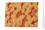 Trachea of a Rat by Anonymous