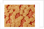 Trachea of a Rat by Anonymous