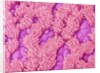 Trachea of a Rat by Anonymous