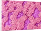 Trachea of a Rat by Anonymous