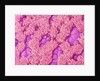 Trachea of a Rat by Anonymous