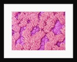 Trachea of a Rat by Anonymous