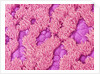 Trachea of a Rat by Anonymous
