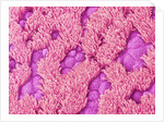 Trachea of a Rat by Anonymous