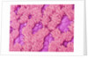 Trachea of a Rat by Anonymous
