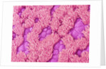 Trachea of a Rat by Anonymous