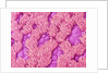 Trachea of a Rat by Anonymous