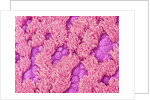 Trachea of a Rat by Anonymous