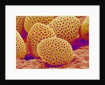 Lily Pollen by Anonymous