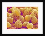 Lily Pollen by Anonymous