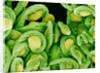 Seed Heads of an Epiphyllum Cactus by Anonymous