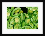 Seed Heads of an Epiphyllum Cactus by Anonymous