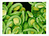 Seed Heads of an Epiphyllum Cactus by Anonymous