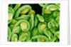 Seed Heads of an Epiphyllum Cactus by Anonymous