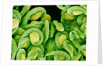 Seed Heads of an Epiphyllum Cactus by Anonymous