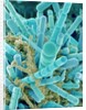 Sea Diatom by Anonymous