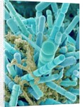 Sea Diatom by Anonymous