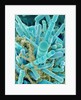 Sea Diatom by Anonymous