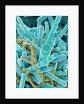 Sea Diatom by Anonymous