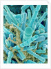 Sea Diatom by Anonymous