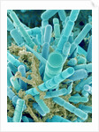 Sea Diatom by Anonymous