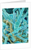Sea Diatom by Anonymous