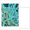 Sea Diatom by Anonymous