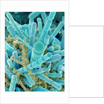Sea Diatom by Anonymous
