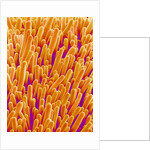 Outer Cells on Petal of Cymbidium Plant by Anonymous