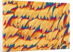 Scales of a Swallowtail Butterfly by Anonymous